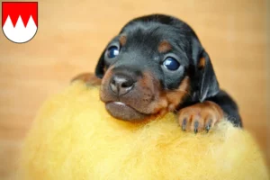 Mehr über den Artikel erfahren Zwergpinscher Züchter und Welpen in Franken