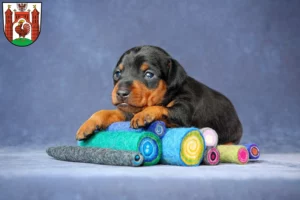 Mehr über den Artikel erfahren Zwergpinscher Züchter und Welpen in Frankfurt (Oder)