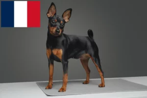 Mehr über den Artikel erfahren Zwergpinscher Züchter und Welpen in Frankreich