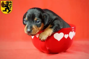 Mehr über den Artikel erfahren Zwergpinscher Züchter und Welpen in Frechen
