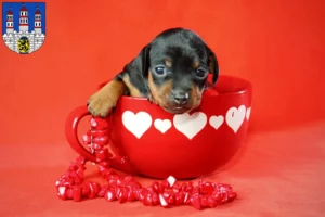 Mehr über den Artikel erfahren Zwergpinscher Züchter und Welpen in Freiberg