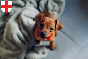Mehr über den Artikel erfahren Zwergpinscher Züchter und Welpen in Freiburg im Breisgau
