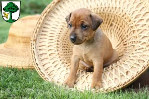 Mehr über den Artikel erfahren Zwergpinscher Züchter und Welpen in Freyung