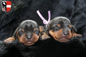 Mehr über den Artikel erfahren Zwergpinscher Züchter und Welpen in Garmisch-Partenkirchen