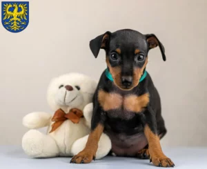 Mehr über den Artikel erfahren Zwergpinscher Züchter und Welpen in Germersheim