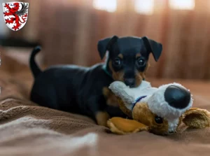 Mehr über den Artikel erfahren Zwergpinscher Züchter und Welpen in Gießen