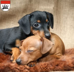 Mehr über den Artikel erfahren Zwergpinscher Züchter und Welpen in Göppingen