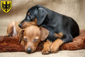 Mehr über den Artikel erfahren Zwergpinscher Züchter und Welpen in Goslar