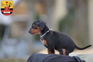 Mehr über den Artikel erfahren Zwergpinscher Züchter und Welpen in Gotha