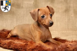 Mehr über den Artikel erfahren Zwergpinscher Züchter und Welpen in Graubünden