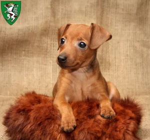Mehr über den Artikel erfahren Zwergpinscher Züchter und Welpen in Graz