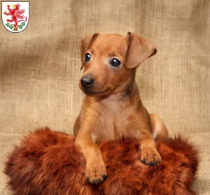 Mehr über den Artikel erfahren Zwergpinscher Züchter und Welpen in Greifswald