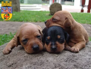 Mehr über den Artikel erfahren Zwergpinscher Züchter und Welpen in Groß-Gerau