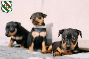 Mehr über den Artikel erfahren Zwergpinscher Züchter und Welpen in Gütersloh
