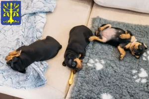 Mehr über den Artikel erfahren Zwergpinscher Züchter und Welpen in Hagen