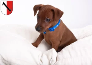 Mehr über den Artikel erfahren Zwergpinscher Züchter und Welpen in Halberstadt