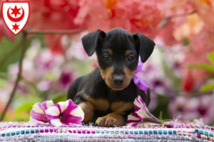 Mehr über den Artikel erfahren Zwergpinscher Züchter und Welpen in Halle (Saale)