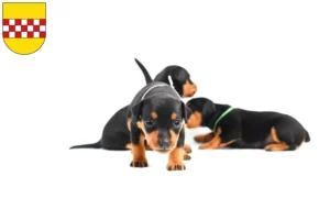 Mehr über den Artikel erfahren Zwergpinscher Züchter und Welpen in Hamm
