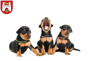 Mehr über den Artikel erfahren Zwergpinscher Züchter und Welpen in Hannover