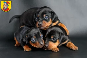Mehr über den Artikel erfahren Zwergpinscher Züchter und Welpen in Heidenheim an der Brenz
