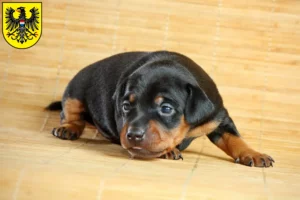 Mehr über den Artikel erfahren Zwergpinscher Züchter und Welpen in Heilbronn