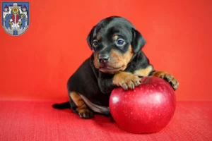 Mehr über den Artikel erfahren Zwergpinscher Züchter und Welpen in Helmstedt