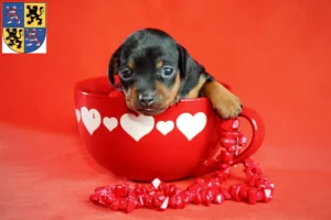 Mehr über den Artikel erfahren Zwergpinscher Züchter und Welpen in Hildburghausen