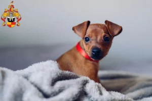 Mehr über den Artikel erfahren Zwergpinscher Züchter und Welpen in Hildesheim