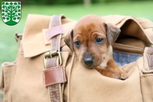 Mehr über den Artikel erfahren Zwergpinscher Züchter und Welpen in Homburg