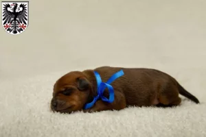 Mehr über den Artikel erfahren Zwergpinscher Züchter und Welpen in Ingelheim am Rhein
