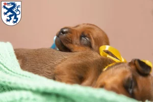 Mehr über den Artikel erfahren Zwergpinscher Züchter und Welpen in Ingolstadt