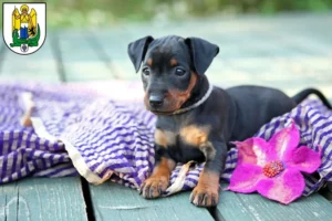 Mehr über den Artikel erfahren Zwergpinscher Züchter und Welpen in Jena