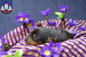 Mehr über den Artikel erfahren Zwergpinscher Züchter und Welpen in Jever