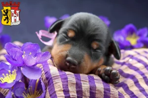 Mehr über den Artikel erfahren Zwergpinscher Züchter und Welpen in Jülich