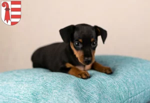 Mehr über den Artikel erfahren Zwergpinscher Züchter und Welpen in Jura