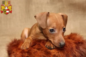 Mehr über den Artikel erfahren Zwergpinscher Züchter und Welpen in Kärnten