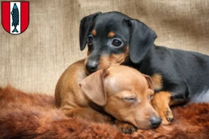 Mehr über den Artikel erfahren Zwergpinscher Züchter und Welpen in Kaiserslautern