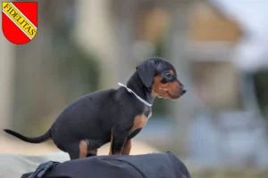 Mehr über den Artikel erfahren Zwergpinscher Züchter und Welpen in Karlsruhe