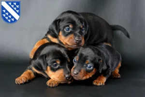 Mehr über den Artikel erfahren Zwergpinscher Züchter und Welpen in Kassel