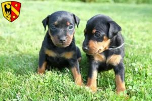 Mehr über den Artikel erfahren Zwergpinscher Züchter und Welpen in Kaufbeuren