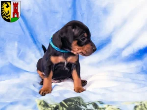 Mehr über den Artikel erfahren Zwergpinscher Züchter und Welpen in Kempten (Allgäu)