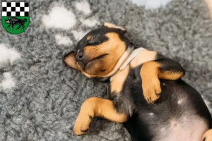 Mehr über den Artikel erfahren Zwergpinscher Züchter und Welpen in Kirchheimbolanden