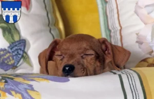 Mehr über den Artikel erfahren Zwergpinscher Züchter und Welpen in Kitzingen