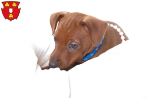 Mehr über den Artikel erfahren Zwergpinscher Züchter und Welpen in Kleve