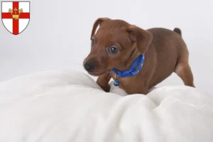 Mehr über den Artikel erfahren Zwergpinscher Züchter und Welpen in Koblenz