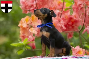 Mehr über den Artikel erfahren Zwergpinscher Züchter und Welpen in Konstanz
