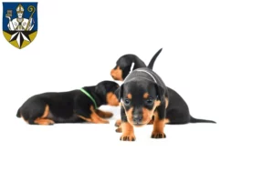 Mehr über den Artikel erfahren Zwergpinscher Züchter und Welpen in Korbach