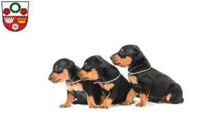 Mehr über den Artikel erfahren Zwergpinscher Züchter und Welpen in Kronach