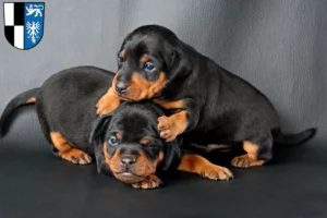 Mehr über den Artikel erfahren Zwergpinscher Züchter und Welpen in Kulmbach