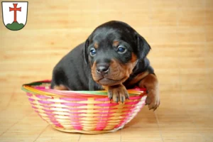 Mehr über den Artikel erfahren Zwergpinscher Züchter und Welpen in Landsberg am Lech
